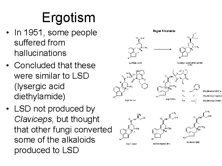 Ergotism • In 1951, some people suffered from hallucinations • Concluded that these were