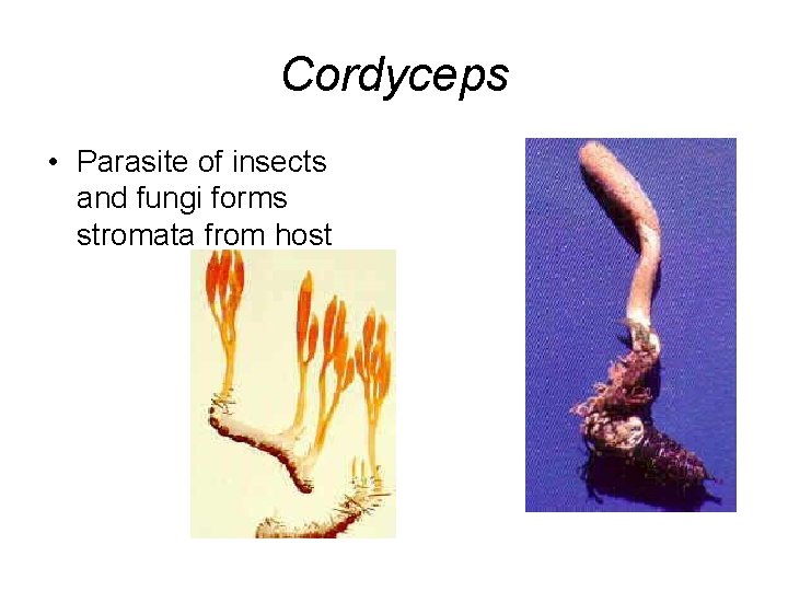 Cordyceps • Parasite of insects and fungi forms stromata from host 