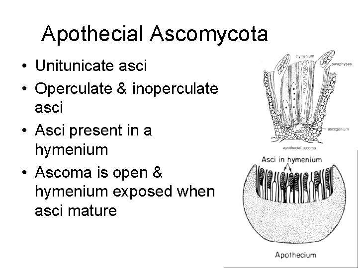 Apothecial Ascomycota • Unitunicate asci • Operculate & inoperculate asci • Asci present in