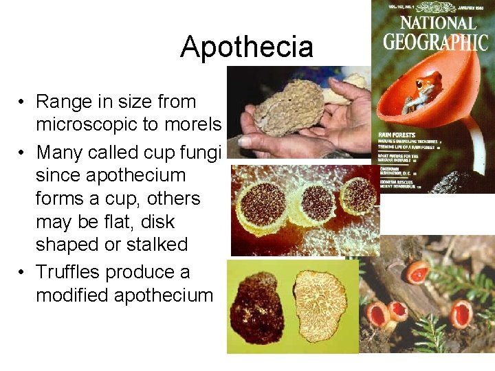 Apothecia • Range in size from microscopic to morels • Many called cup fungi