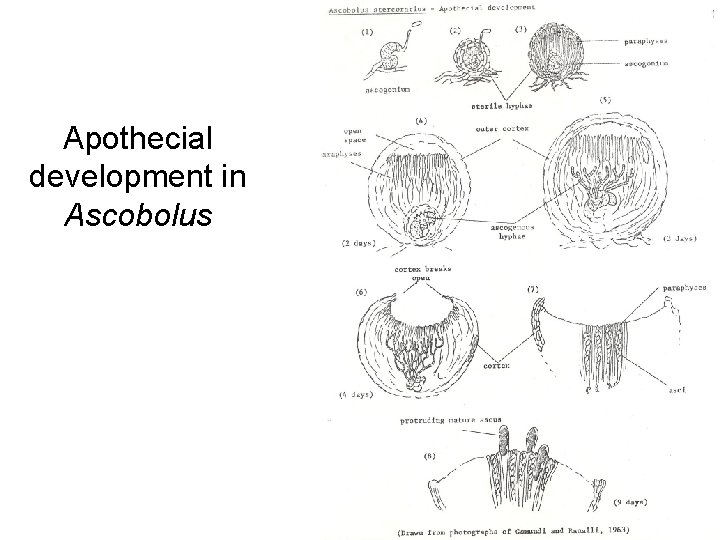 Apothecial development in Ascobolus 