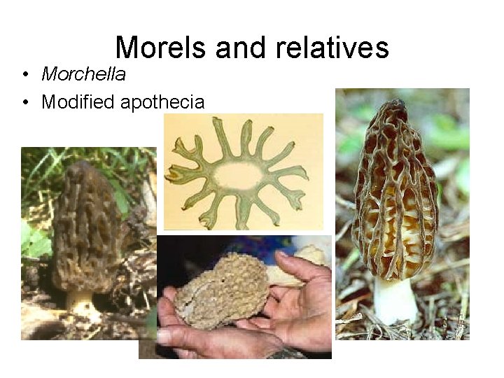 Morels and relatives • Morchella • Modified apothecia 