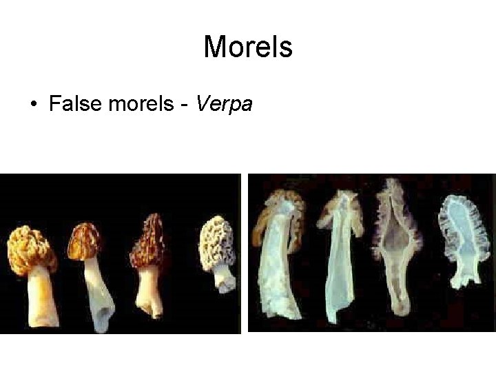 Morels • False morels - Verpa 