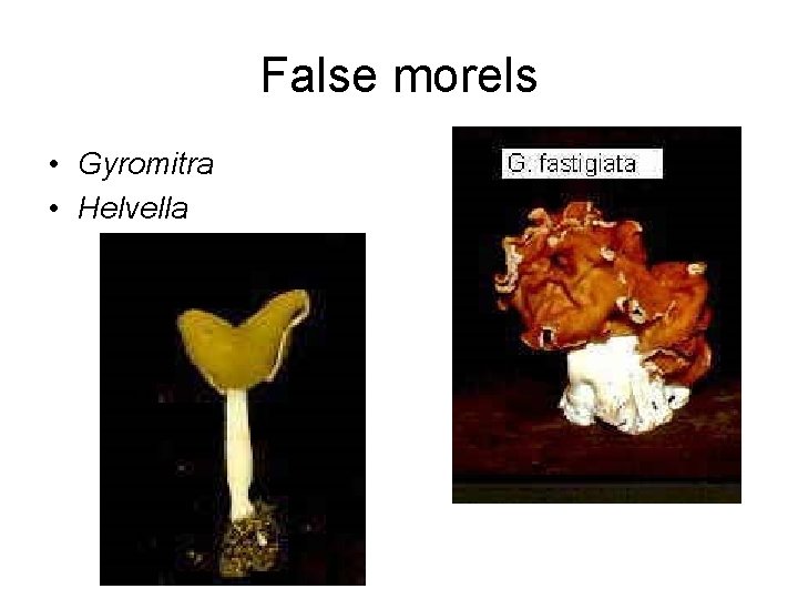 False morels • Gyromitra • Helvella 