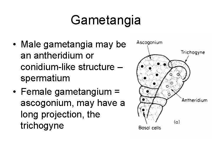 Gametangia • Male gametangia may be an antheridium or conidium-like structure – spermatium •