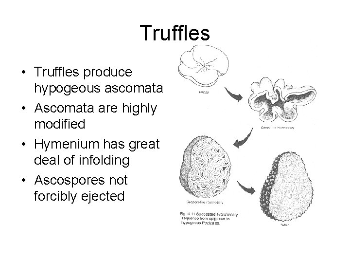 Truffles • Truffles produce hypogeous ascomata • Ascomata are highly modified • Hymenium has