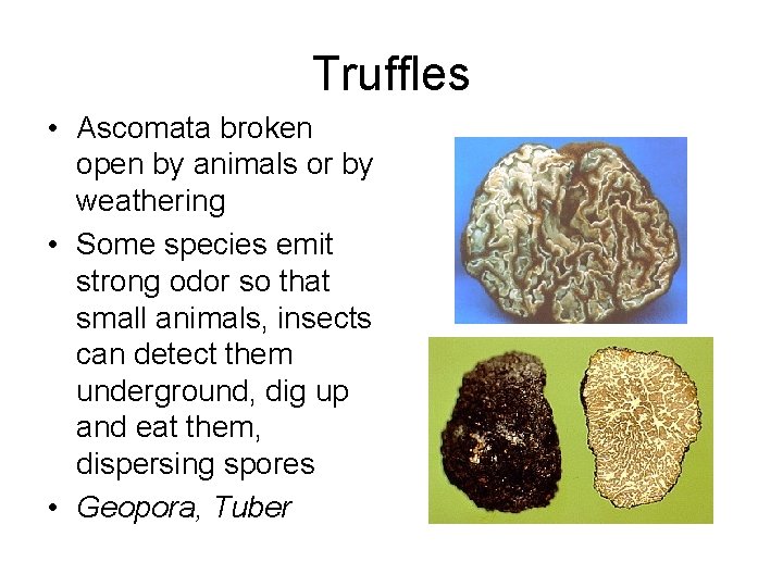 Truffles • Ascomata broken open by animals or by weathering • Some species emit