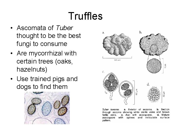 Truffles • Ascomata of Tuber thought to be the best fungi to consume •