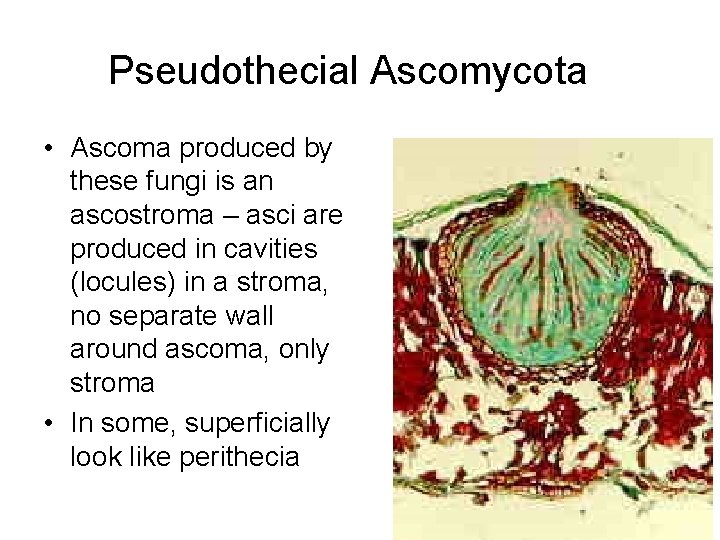 Pseudothecial Ascomycota • Ascoma produced by these fungi is an ascostroma – asci are