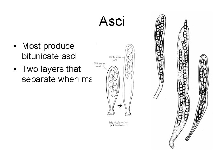 Asci • Most produce bitunicate asci • Two layers that separate when mature 