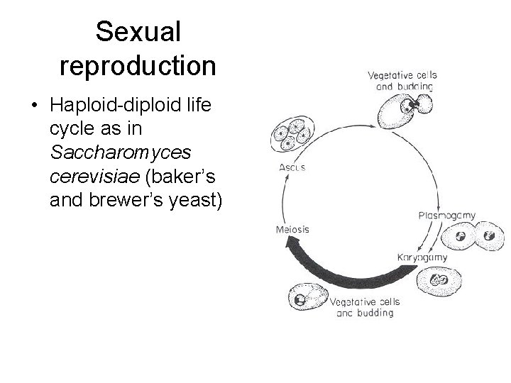Sexual reproduction • Haploid-diploid life cycle as in Saccharomyces cerevisiae (baker’s and brewer’s yeast)