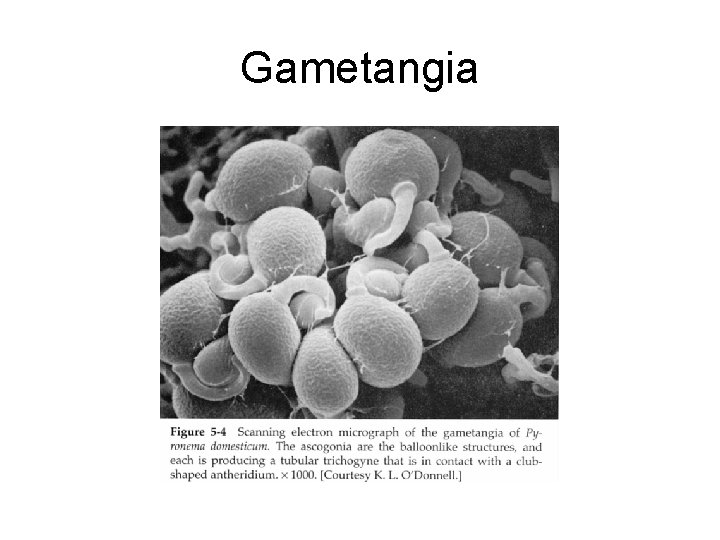 Gametangia 