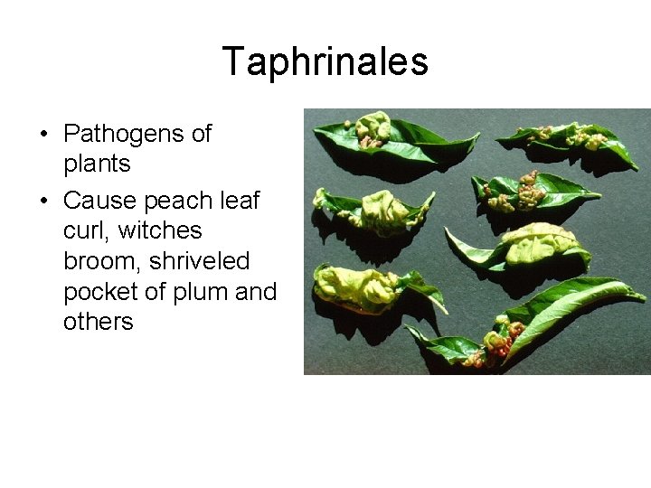 Taphrinales • Pathogens of plants • Cause peach leaf curl, witches broom, shriveled pocket