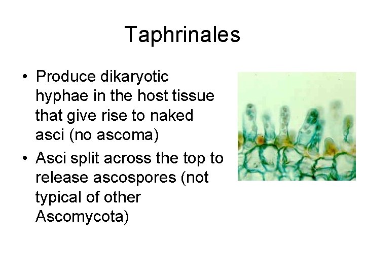 Taphrinales • Produce dikaryotic hyphae in the host tissue that give rise to naked