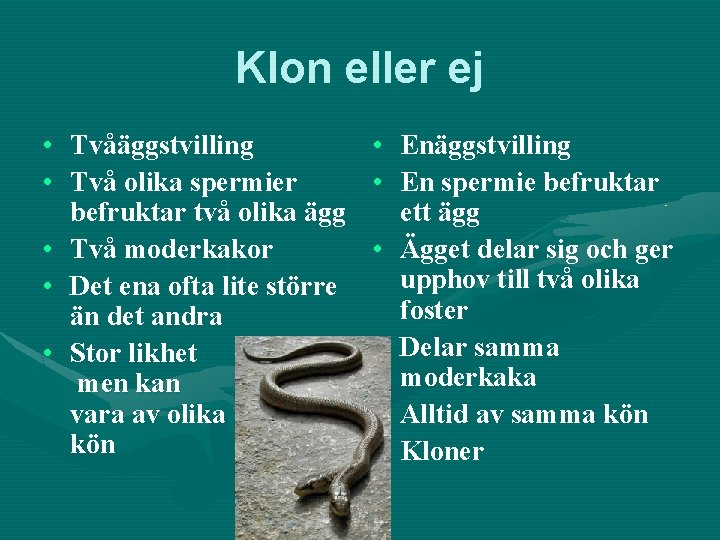 Klon eller ej • Tvåäggstvilling • Två olika spermier befruktar två olika ägg •