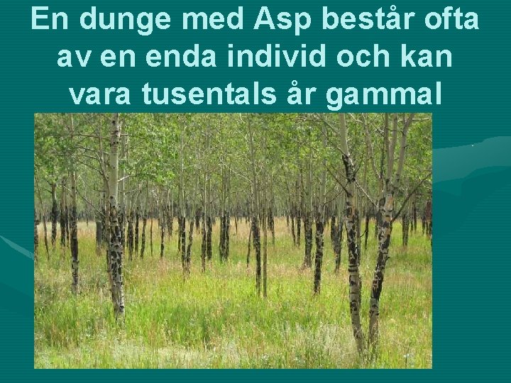 En dunge med Asp består ofta av en enda individ och kan vara tusentals