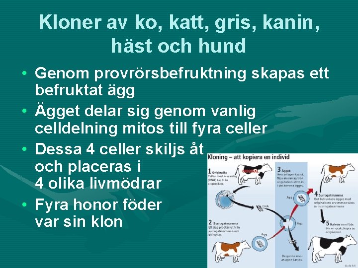 Kloner av ko, katt, gris, kanin, häst och hund • Genom provrörsbefruktning skapas ett