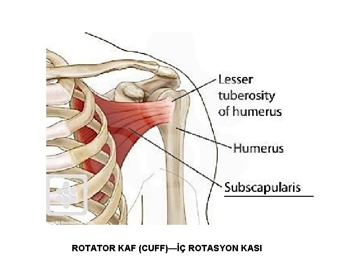 ROTATOR KAF (CUFF)—İÇ ROTASYON KASI 