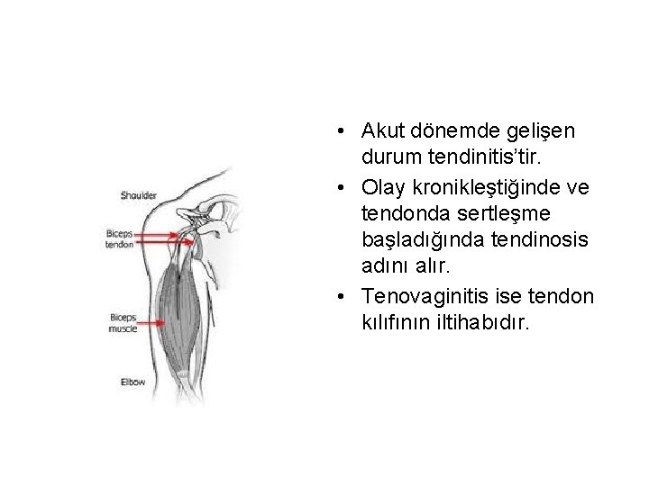  • Akut dönemde gelişen durum tendinitis’tir. • Olay kronikleştiğinde ve tendonda sertleşme başladığında