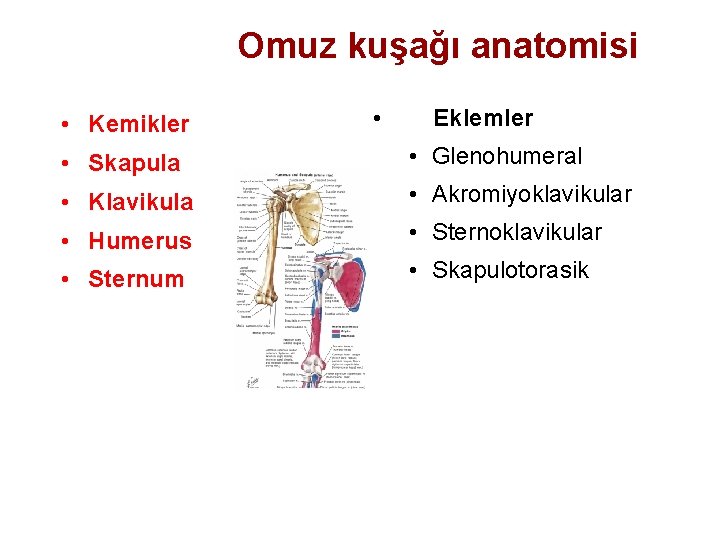 Omuz kuşağı anatomisi • Kemikler • Eklemler • Skapula • Glenohumeral • Klavikula •