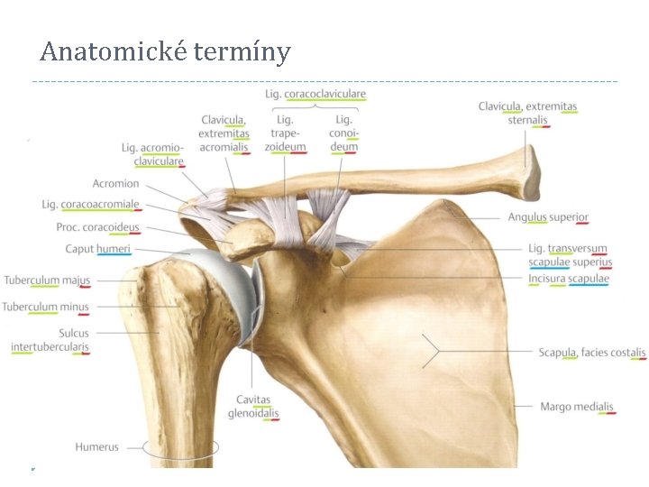 Anatomické termíny 