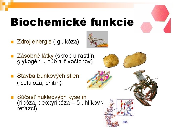 Biochemické funkcie Zdroj energie ( glukóza) Zásobné látky (škrob u rastlín, glykogén u húb
