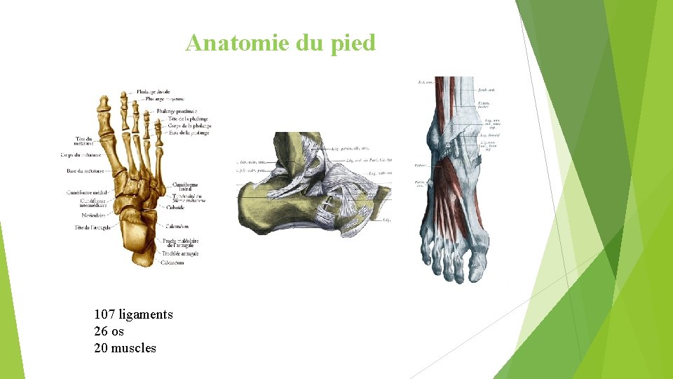 Anatomie du pied 107 ligaments 26 os 20 muscles 