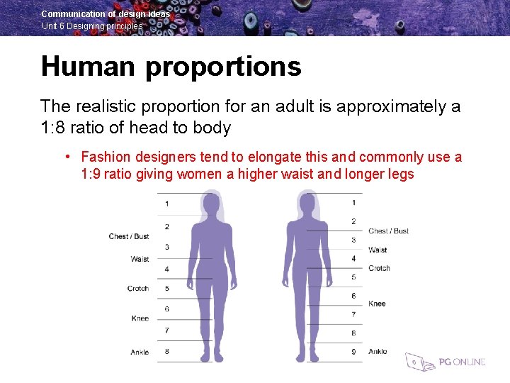 Communication of design ideas Unit 6 Designing principles Human proportions The realistic proportion for