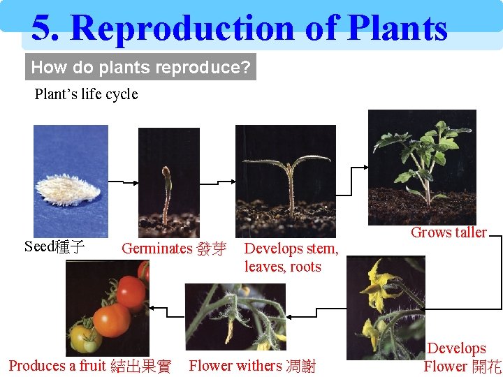 5. Reproduction of Plants How do plants reproduce? Plant’s life cycle Seed種子 Germinates 發芽