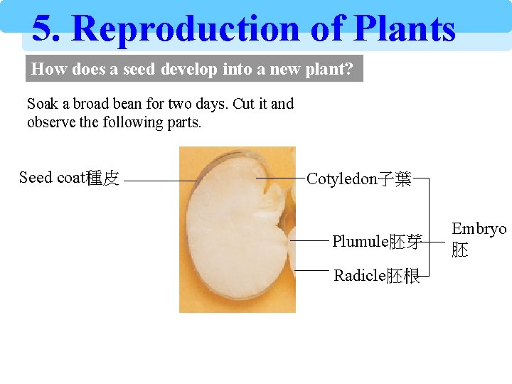 5. Reproduction of Plants How does a seed develop into a new plant? Soak