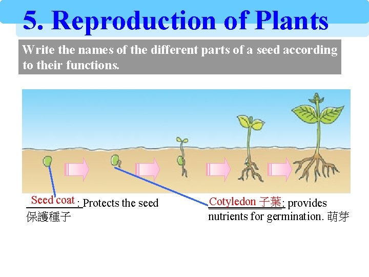 5. Reproduction of Plants Write the names of the different parts of a seed
