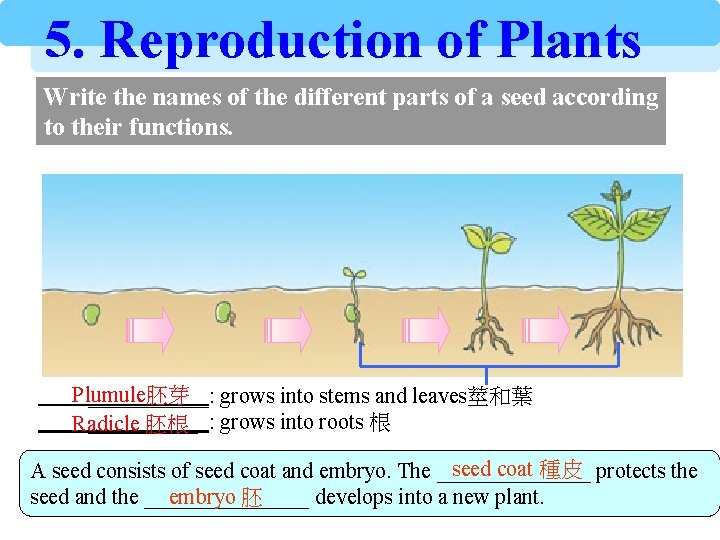 5. Reproduction of Plants Write the names of the different parts of a seed