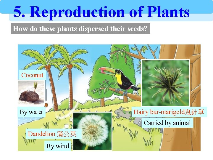 5. Reproduction of Plants How do these plants dispersed their seeds? Coconut By water