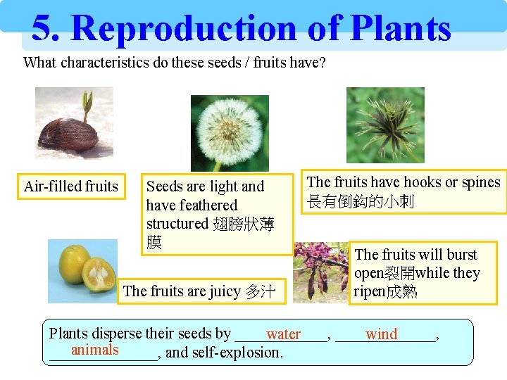 5. Reproduction of Plants What characteristics do these seeds / fruits have? Air-filled fruits