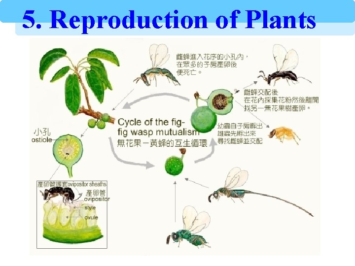 5. Reproduction of Plants 