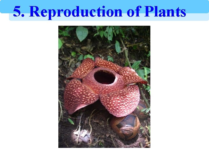 5. Reproduction of Plants 