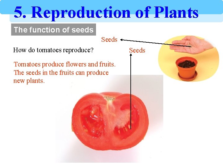 5. Reproduction of Plants The function of seeds Seeds How do tomatoes reproduce? Tomatoes