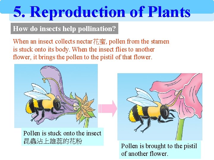 5. Reproduction of Plants How do insects help pollination? When an insect collects nectar花蜜,