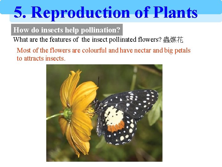 5. Reproduction of Plants How do insects help pollination? What are the features of