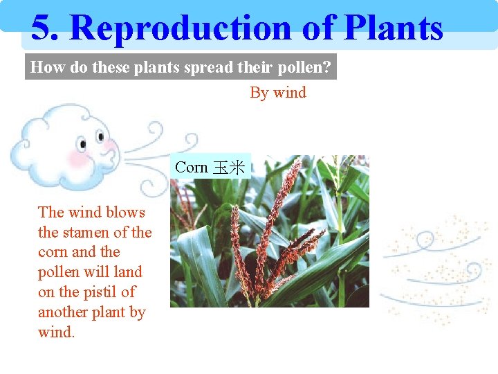 5. Reproduction of Plants How do these plants spread their pollen? By wind Corn