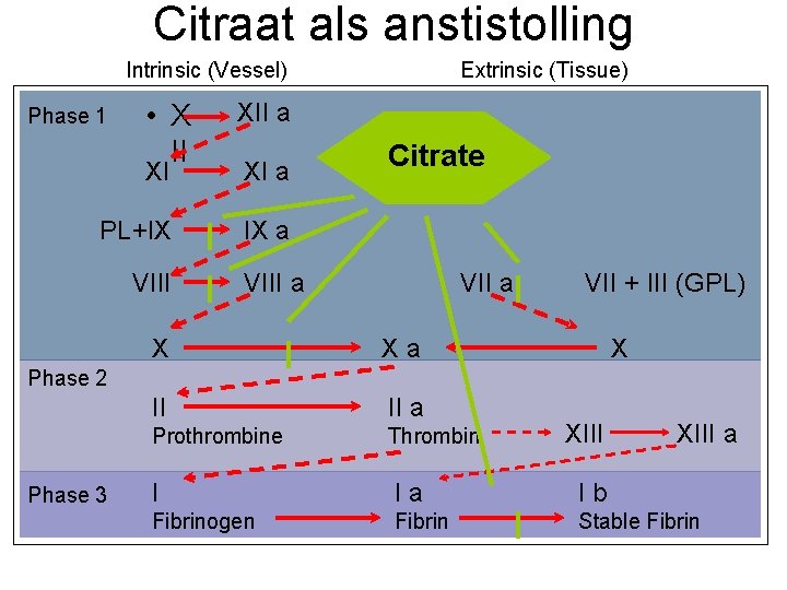 Citraat als anstistolling Intrinsic (Vessel) Phase 1 • X II XII a XI XI