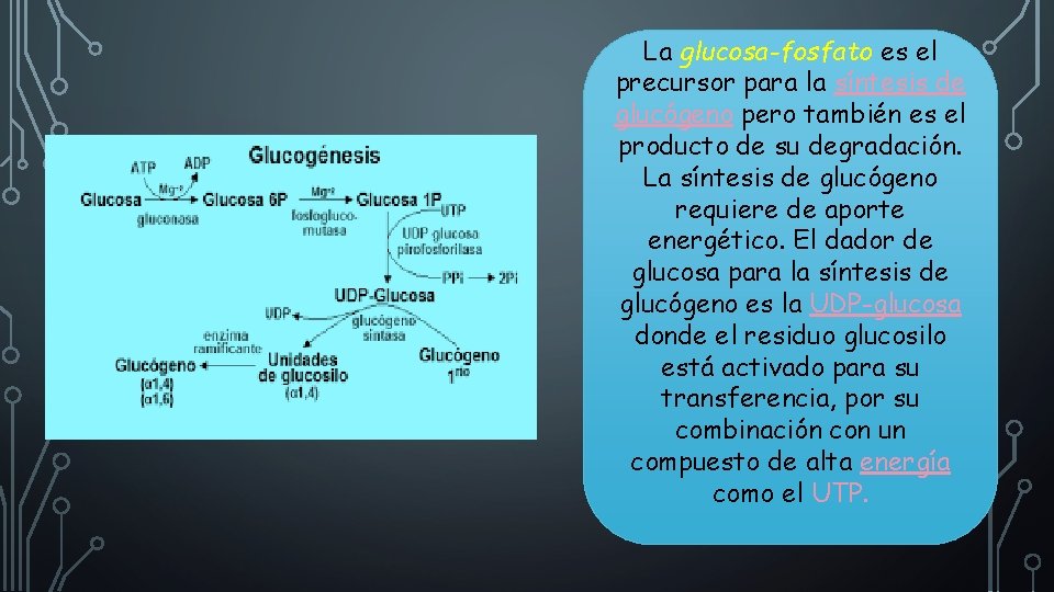 La glucosa-fosfato es el precursor para la síntesis de glucógeno pero también es el