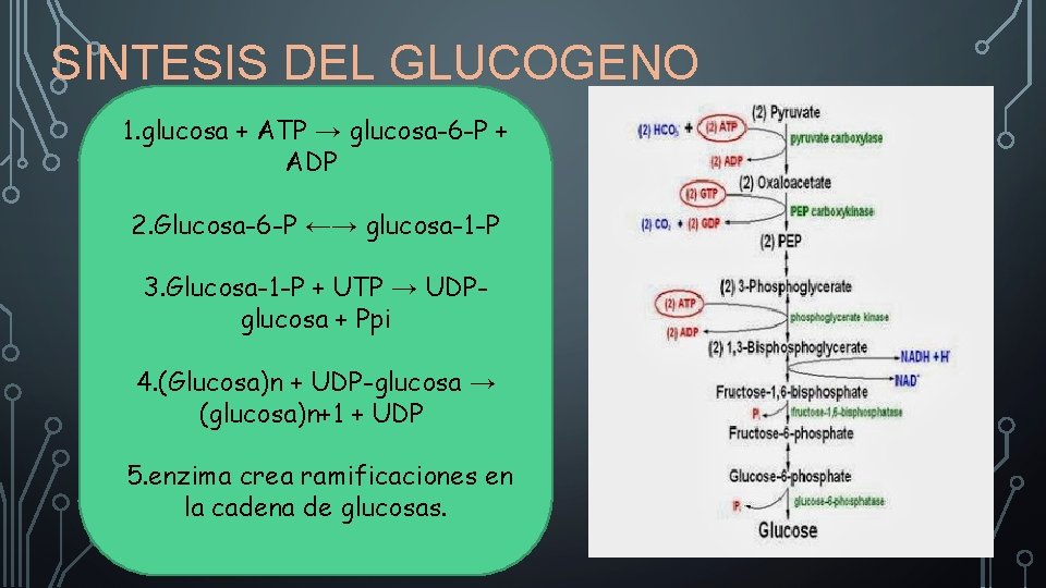 SINTESIS DEL GLUCOGENO 1. glucosa + ATP → glucosa-6 -P + ADP 2. Glucosa-6