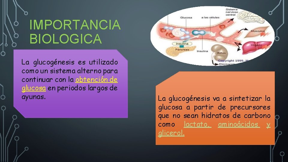 IMPORTANCIA BIOLOGICA La glucogénesis es utilizado como un sistema alterno para continuar con la