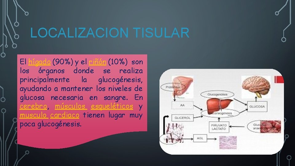 LOCALIZACION TISULAR El hígado (90%) y el riñón (10%) son los órganos donde se