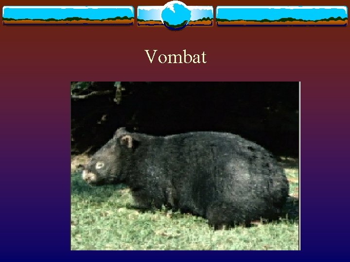 Vombat 