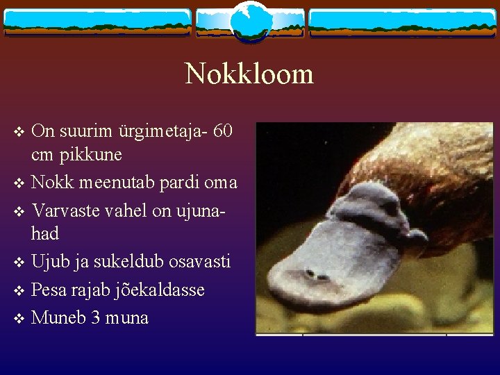 Nokkloom On suurim ürgimetaja- 60 cm pikkune v Nokk meenutab pardi oma v Varvaste