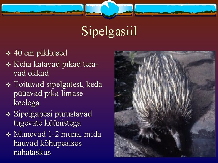 Sipelgasiil 40 cm pikkused v Keha katavad pikad teravad okkad v Toituvad sipelgatest, keda