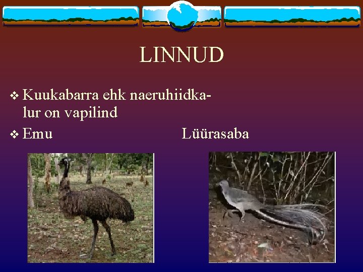 LINNUD v Kuukabarra ehk naeruhiidkalur on vapilind v Emu Lüürasaba 