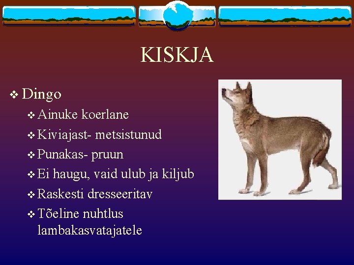 KISKJA v Dingo v Ainuke koerlane v Kiviajast- metsistunud v Punakas- pruun v Ei